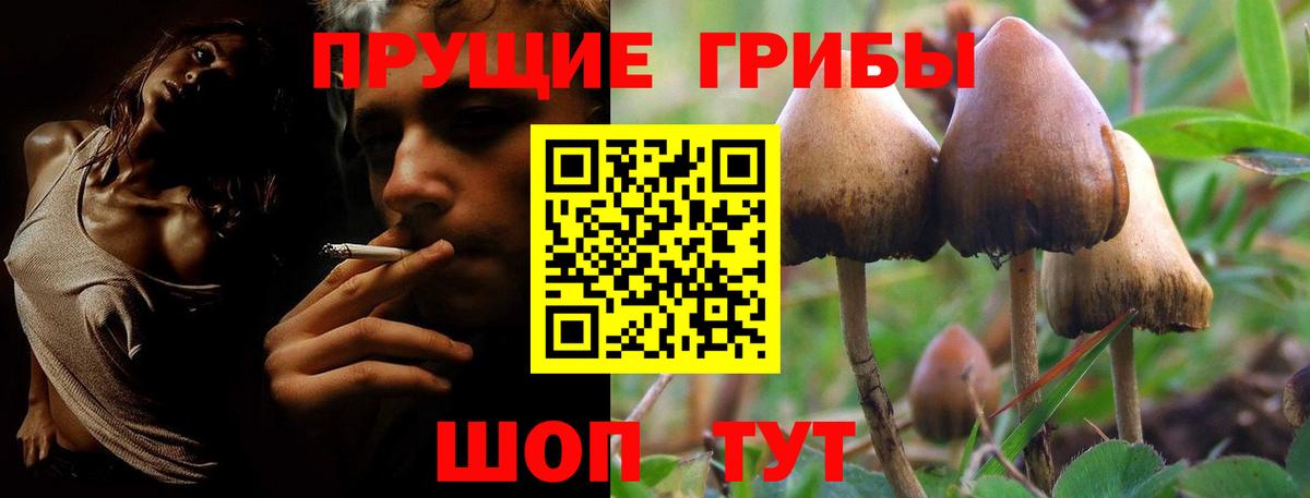 Галлюциногенные грибы Psilocybine cubensis Углич